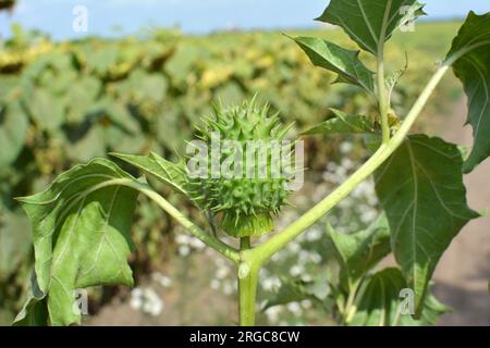 Dans la nature pousse une plante toxique et médicinale - Datura stramonium Banque D'Images