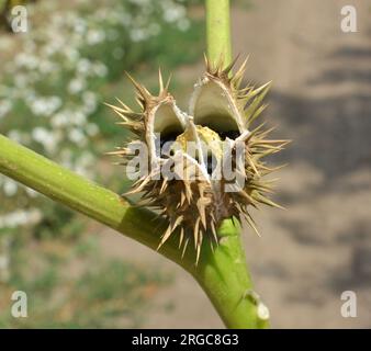 Dans la nature pousse une plante toxique et médicinale - Datura stramonium Banque D'Images