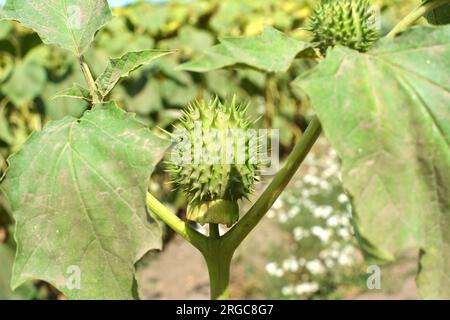 Dans la nature pousse une plante toxique et médicinale - Datura stramonium Banque D'Images