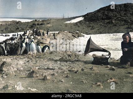 Pingouins à l'écoute du gramophone, pendant l'été. Banque D'Images