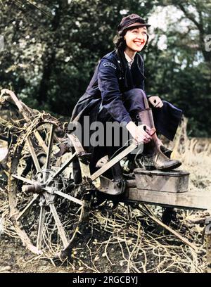 WW2 - British Home front, octobre 1941 - Mme John Steel, fille de Sir Bernard Spilsbury, pathologiste britannique, prête main forte à l'effort de guerre. Membre du London Auxiliary Ambulance Service (L.A.A.S.) en tant que chauffeur, elle est vue ici sur le terrain d'une ferme hospitalière dans l'Essex (où elle est stationnée), aidant à creuser des pommes de terre. Banque D'Images