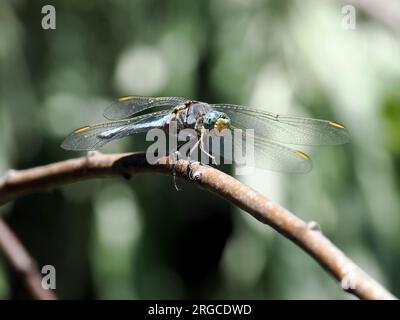 Skimmer du Sud, Südlicher Blaupfeil, Orthétrum brun, Orthetrum brunneum, pataki szitakötő, Homme, Budapest, Hongrie, Magyarország, Europe Banque D'Images