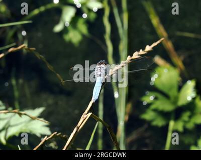 Skimmer du Sud, Südlicher Blaupfeil, Orthétrum brun, Orthetrum brunneum, pataki szitakötő, Homme, Budapest, Hongrie, Magyarország, Europe Banque D'Images