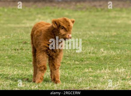 Bébé veau de vache brun des hautes terres dans un champ Banque D'Images