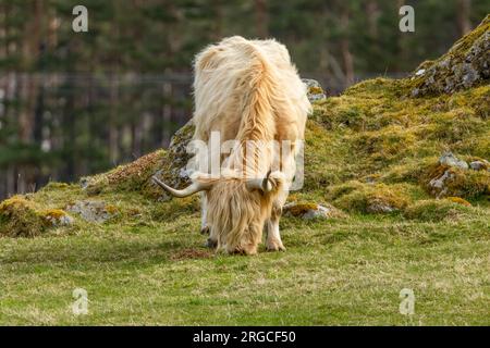 Vache des hautes terres écossaises blanches et poilues avec de grosses cornes paissant dans une prairie verte Banque D'Images