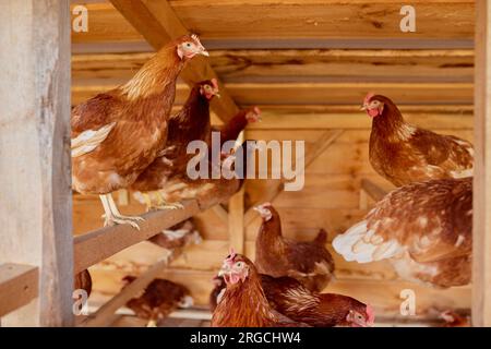 les poules sont assises dans le poulailler de la ferme de volaille écologique, ferme de poulets fermiers Banque D'Images