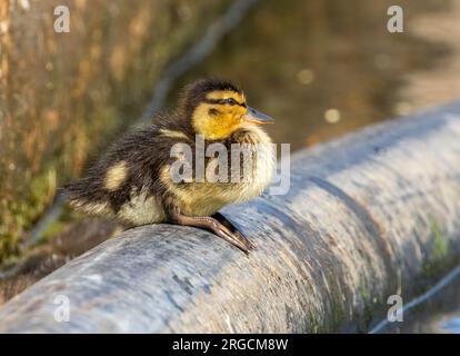 Adorable et moelleux petit caneton dans l'étang du parc Banque D'Images