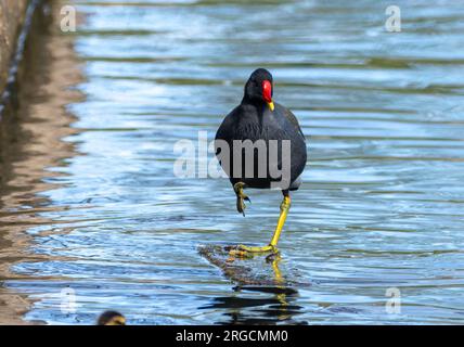 Drôle de moorhen debout sur un rocher dans l'eau dans un étang Banque D'Images