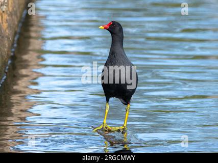 Drôle de moorhen debout sur un rocher dans l'eau dans un étang Banque D'Images