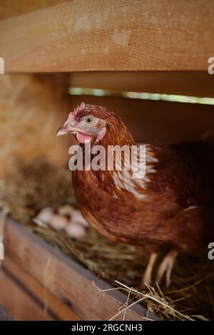 les poules sont assises dans le poulailler de la ferme de volaille écologique, ferme de poulets fermiers Banque D'Images