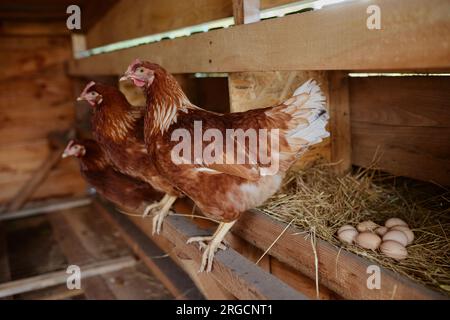 les poules sont assises dans le poulailler de la ferme de volaille écologique, ferme de poulets fermiers Banque D'Images