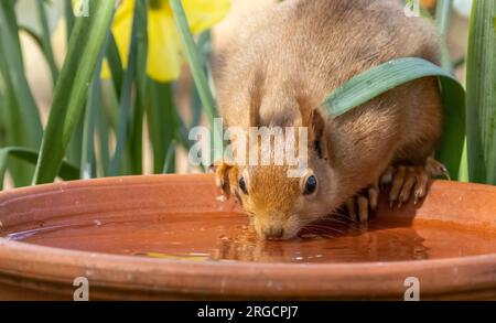 Gros plan d'un mignon petit écureuil roux écossais prenant un verre d'eau d'un plat sur une chaude journée dans la forêt Banque D'Images