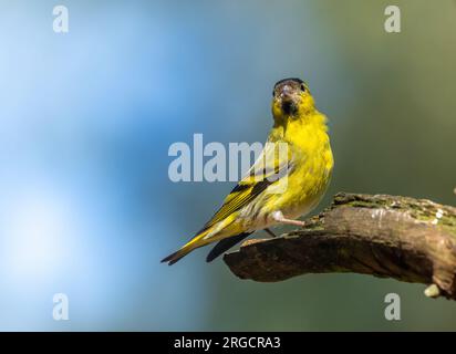 Siskin mâle petit oiseau de couleur vive avec des plumes jaunes et noires sur une branche dans la forêt avec fond forestier naturel Banque D'Images