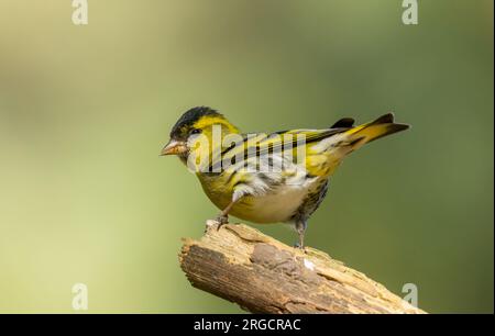 Siskin mâle petit oiseau de couleur vive avec des plumes jaunes et noires sur une branche dans la forêt avec fond forestier naturel Banque D'Images