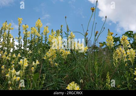 Fleurs jaunes de toadflax commun sous u ciel bleu avec quelques nuages Banque D'Images