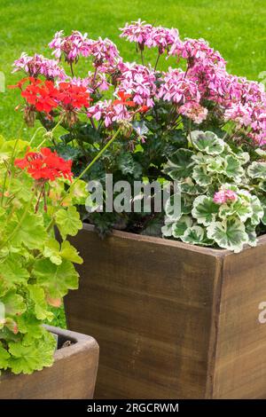 Pelargonium en floraison en pot, Pelargoniums, conteneur Banque D'Images