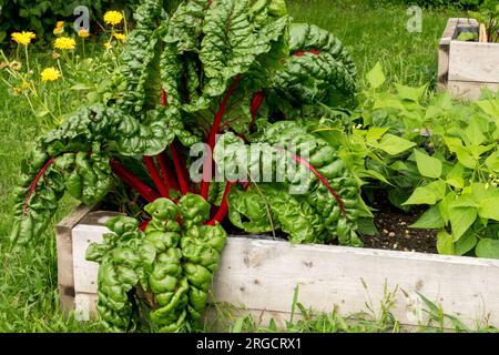 Potager lit de jardin Swiss Chard, pétiole, jardinage végétal, Mangold poussant dans un lit de jardin surélevé Banque D'Images