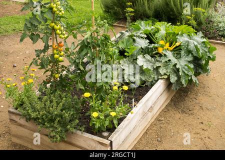 Légumes de jardin surélevés, tomates, courgettes plantes de jardinage Banque D'Images