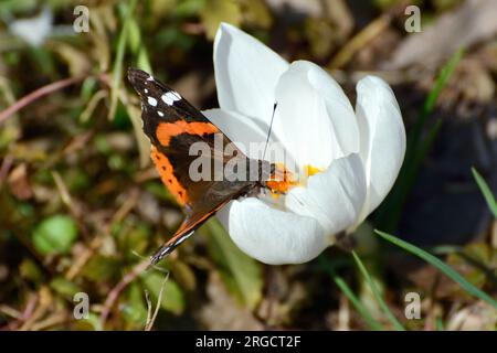 Amiral rouge, admirable rouge, amiral, Vulcain, Vanessa atalanta, atalantalepke, admirálislepke, Budapest, Hongrie, Magyarország, Europe Banque D'Images