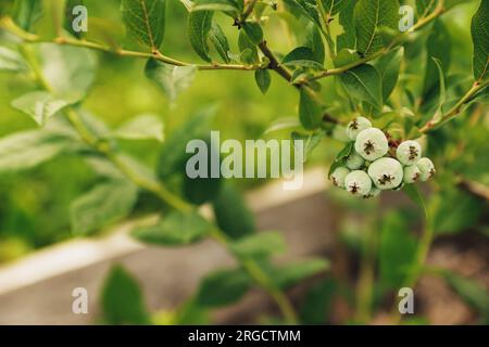 Gros plan de la branche verte de baies de myrtille, arbuste de brousse dans le jardin maison ou champ de ferme biologique de fruits. Montrer et présenter la récolte future, prendre soin de la plante. Plantation alimentaire, verger, BIO viands Banque D'Images