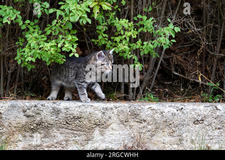 Portrait d'un petit chaton sur la nature. Banque D'Images