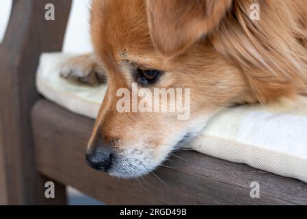 Portrait de chien de race brune de mélange de couleurs. le chien est allongé sur un banc. Banque D'Images