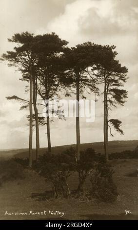 Ashdown Forest, Nutley, Sussex Banque D'Images