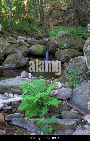 Source transparente de rivière de montagne avec végétation de fougère et peu de courant d'eau Banque D'Images