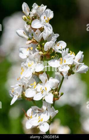 Gros plan d'une fleur de grandiflora libertia en fleur Banque D'Images