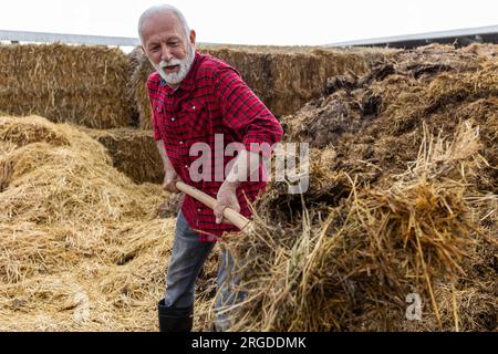 Fermier mature nettoyant l'étable à bétail de la paille et de la bouse usagées Banque D'Images