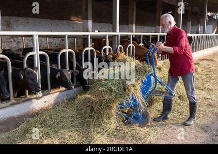 Fermier mature nourrissant les vaches avec du foin et de la luzerne de brouette à la ferme Banque D'Images