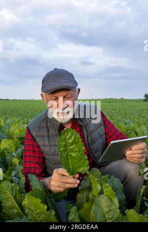 Agriculteur senior vérifiant les feuilles de betterave à sucre et tenant la tablette dans le champ au printemps Banque D'Images