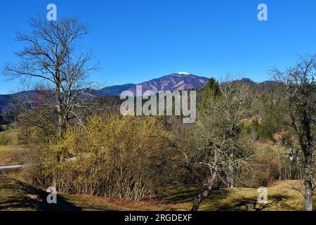 Vue de la montagne Blegos à Gorenjska, Slovénie et noisetier commun à floraison jaune (Corylus avellana) Banque D'Images