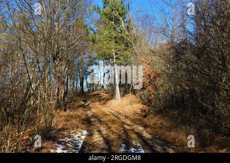 Chemin de terre menant à travers une forêt de feuillus principalement avec un pin de conifères (Pinus sylvestris) Banque D'Images