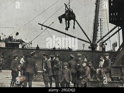 Un cheval de cavalerie est soulevé par élingue du navire de transport au quai lorsque le corps expéditionnaire britannique arrive à Boulogne, en France Banque D'Images