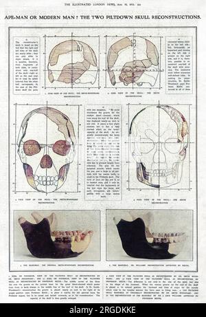 APE-Man de l'homme moderne ? Les deux reconstructions du crâne de Piltdown. Une page de The Illustrated London News, débattant des mérites des reconstructions du crâne et de la mandibule de l'homme Piltdown par le Dr A. Smith-Woodward par rapport aux reconstructions proposées par le professeur Arthur Keith et le Dr J Leon Williams. En 1953, la découverte s'est avérée être un canular ; une combinaison du crâne d'un homme médiéval, de la mâchoire d'un orang-outan et des dents de chimpanzé. Banque D'Images