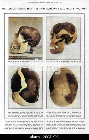 APE-Man de l'homme moderne ? Les deux reconstructions du crâne de Piltdown. Une page de The Illustrated London News, débattant des mérites des reconstructions du crâne de l'homme Piltdown par le Dr A. Smith-Woodward par rapport aux reconstructions proposées par le professeur Arthur Keith. En 1953, la découverte s'est avérée être un canular ; une combinaison du crâne d'un homme médiéval, de la mâchoire d'un orang-outan et des dents de chimpanzé. Banque D'Images