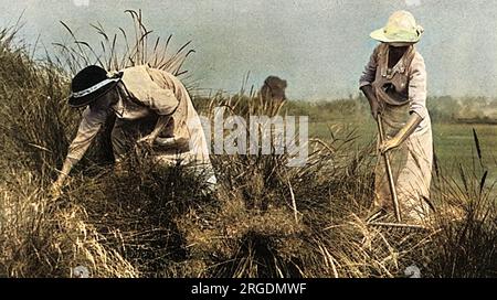 Le terrain de golf en temps de guerre - les femmes qui s'occupent d'une pente de sable couverte au terrain de golf Sandy Lodge à Northwood où les femmes et les garçons fournissaient la majeure partie de la main-d'œuvre. Banque D'Images