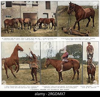 Le lieutenant Mike Rimington, à la fin des lanciers de 37th, a vu briser des chevaux indisciplinés et vivicieuses pour l'armée britannique au département de remise en état de Underdale Hall près de Shrewsbury en 1916. Rimington a pris des cas des chevaux les plus ingérables avec un grand succès. Les chevaux illustrés ici incluent, du haut à gauche dans le sens horaire, Savage Simon dont le rapport du Bureau de la guerre l'avait décrit comme 'vicieuse et assez ingérable. A blessé six hommes, certains gravement. Il savoura le conducteur et déchira la selle en morceaux. » (Rimington est vu avec sa mascotte de chien, Tiger). La photo en haut à droite montre Rimington comment Banque D'Images