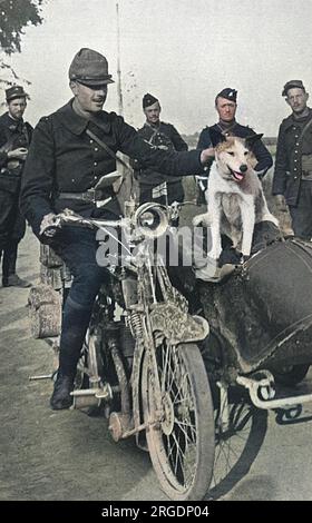 L'un des nombreux chiens utilisés par l'armée française, Prusco, est assis sur le side-car d'une moto, aux côtés du pilote cycliste. Prusco accompagnait l'éclaireur lors de toutes les expéditions et chaque fois qu'il y avait des informations à rapporter, un message était attaché à son collier qu'il transportait au quartier général de l'armée. Banque D'Images