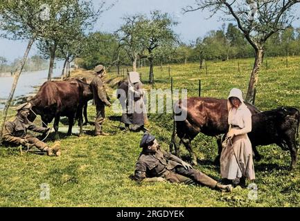 Soldats britanniques se détendant avec les résidents locaux et leur bétail sur le front occidental pendant la première Guerre mondiale. Banque D'Images