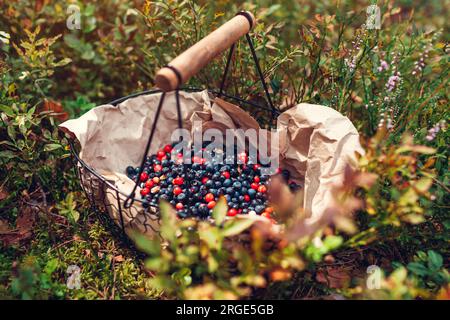 Panier de myrtilles fraîches et de lingonberges cueillies dans la forêt d'été. Récolte des berries sauvages à l'automne. Aliments biologiques sains Banque D'Images