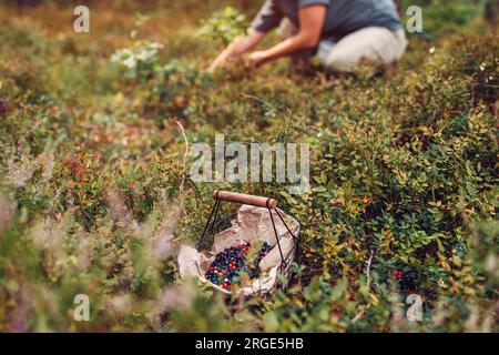 Femme cueillant des myrtilles et des myrtilles dans la forêt d'automne les mettant dans le panier. Récolte de fruits sauvages d'été Banque D'Images