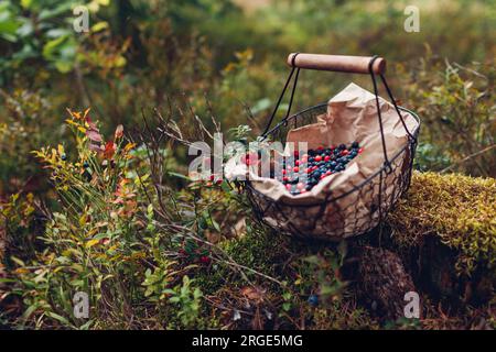 Panier plein de myrtilles lingonberges mis sur souche couverte de mousse dans la forêt d'automne. Cueillette de fruits. Saison de récolte Banque D'Images