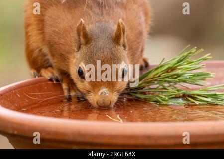 Gros plan portrait d'un mignon et assoiffé petit écureuil roux écossais prenant un verre d'eau d'un plat d'eau sur une chaude journée dans la forêt Banque D'Images