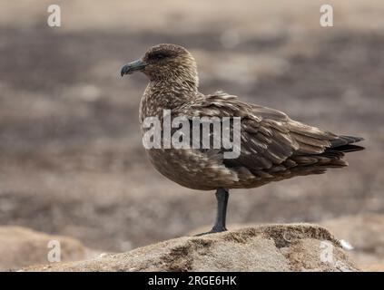 Îles Falkland Skua Banque D'Images