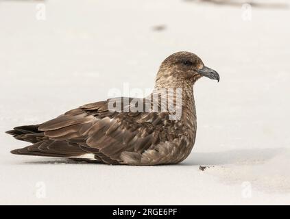 Îles Falkland Skua Banque D'Images