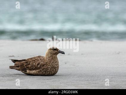 Îles Falkland Skua Banque D'Images