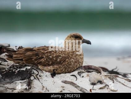 Îles Falkland Skua Banque D'Images