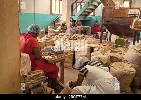 St. George, Grenade - 27 novembre 2015 : ferme productrice de noix avec noix de muscade dans des sacs. Banque D'Images